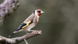 طائر الحسون: العندليب الذهبي الصغير