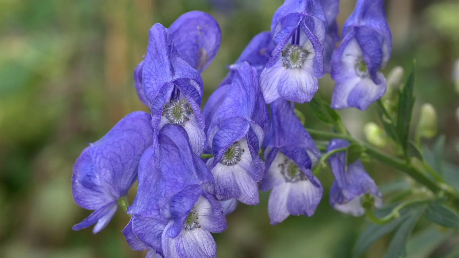 زهور البيش الأزرق السامة ذات اللون البنفسجي.