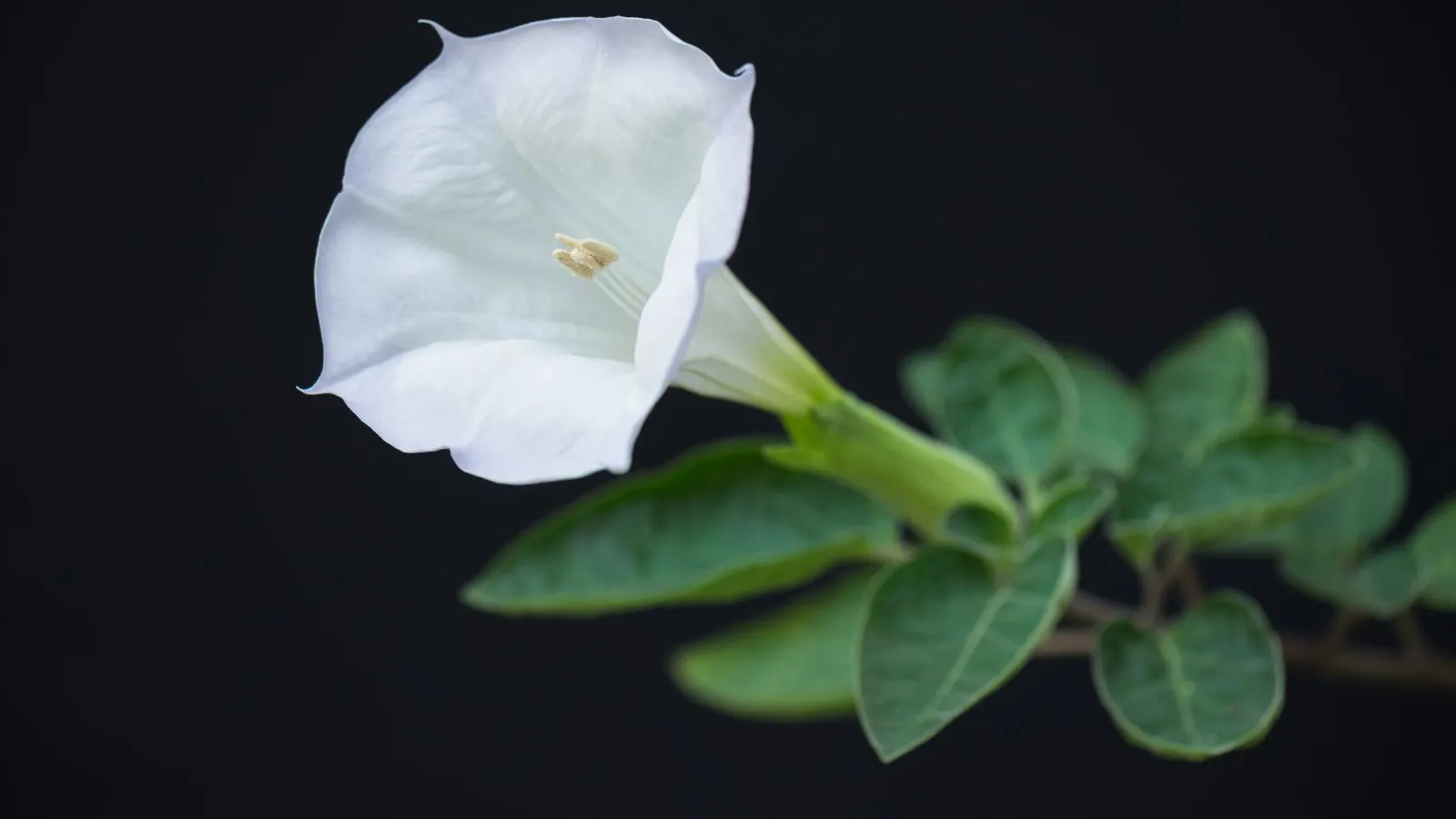 زهرة الداتورا البيضاء السامة ذات التأثيرات العصبية الخطيرة.