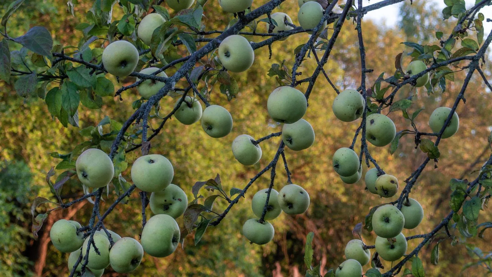 تفاح بري أخضر يمكن أن يكون سامًا في بعض أنواعه.