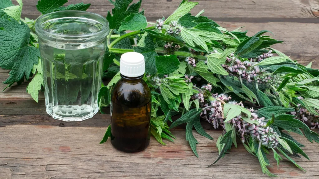 النباتات الطبية.. ما الذي يمكن أن تعالجه فعلاً؟