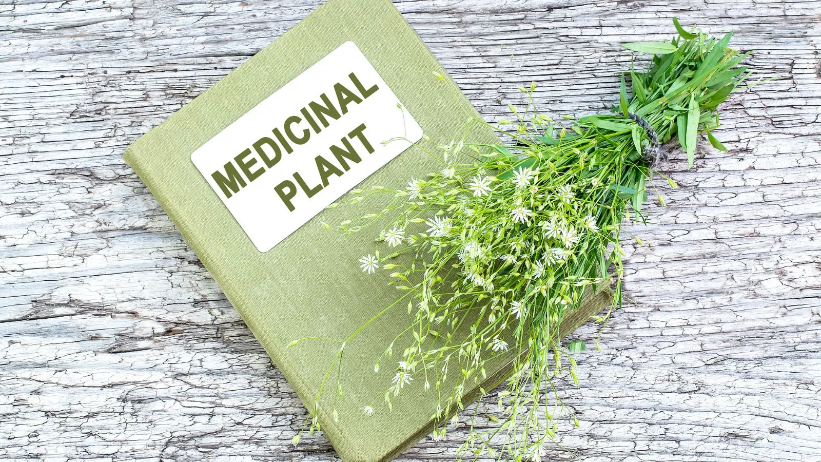 كتاب عن النباتات الطبية مع أعشاب برية موضوعة فوقه.