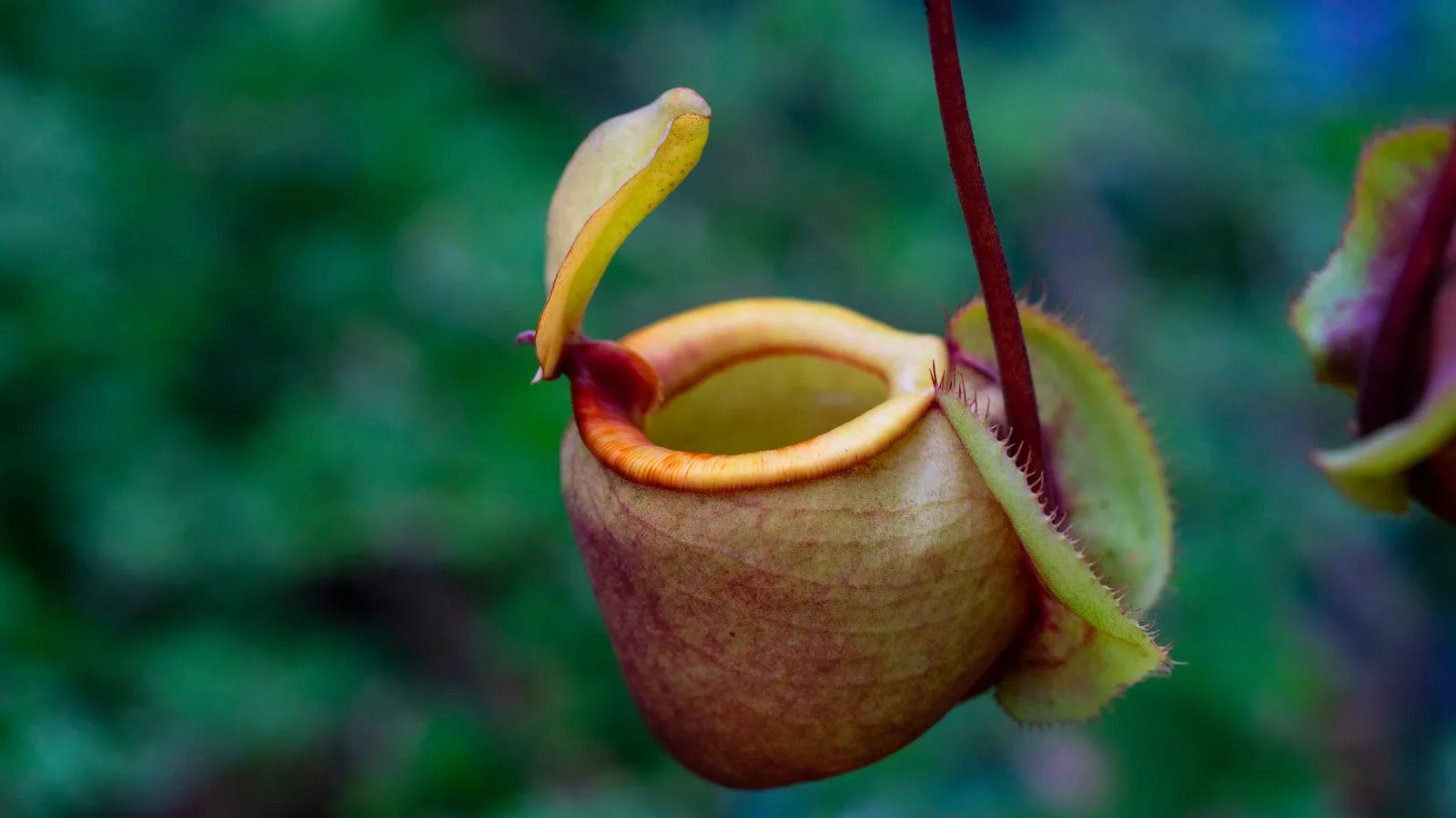 نبتة الإبريق من النباتات المفترسة تستخدم فخًا يشبه الكأس لاصطياد الحشرات.