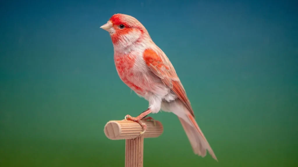 طائر الكناري: المغني الصغير بصوت الطبيعة