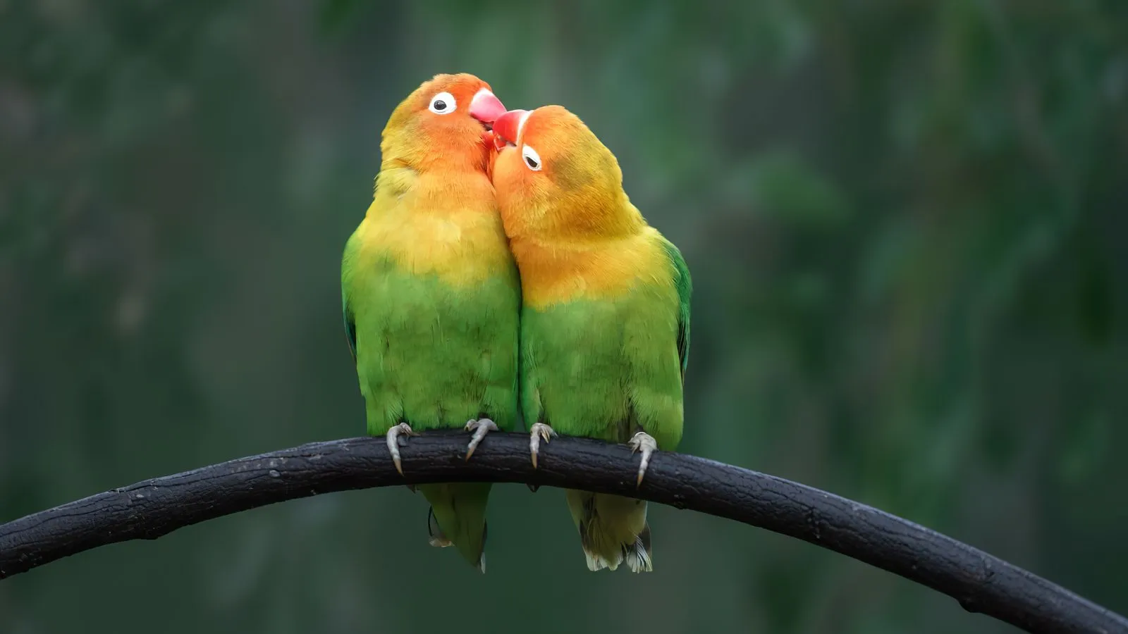 زوج من طيور الحب يظهران لحظة حنان على غصن