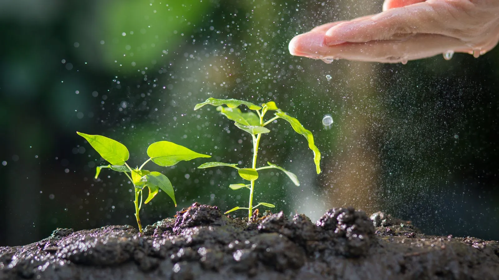 في هذا المشهد تظهر الشتلات الصغيرة وهي تتفاعل مع الماء والضوء، في تذكير مذهل بكل ما نجهله عن كيف تشعر النباتات وتستجيب للبيئة من حولها.