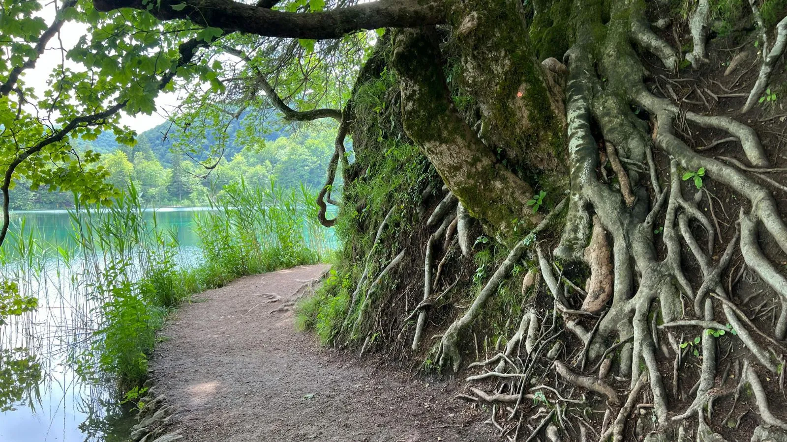 جذور أشجار متشابكة قرب بحيرة تمثل شبكة تواصل الأشجار تحت التربة.